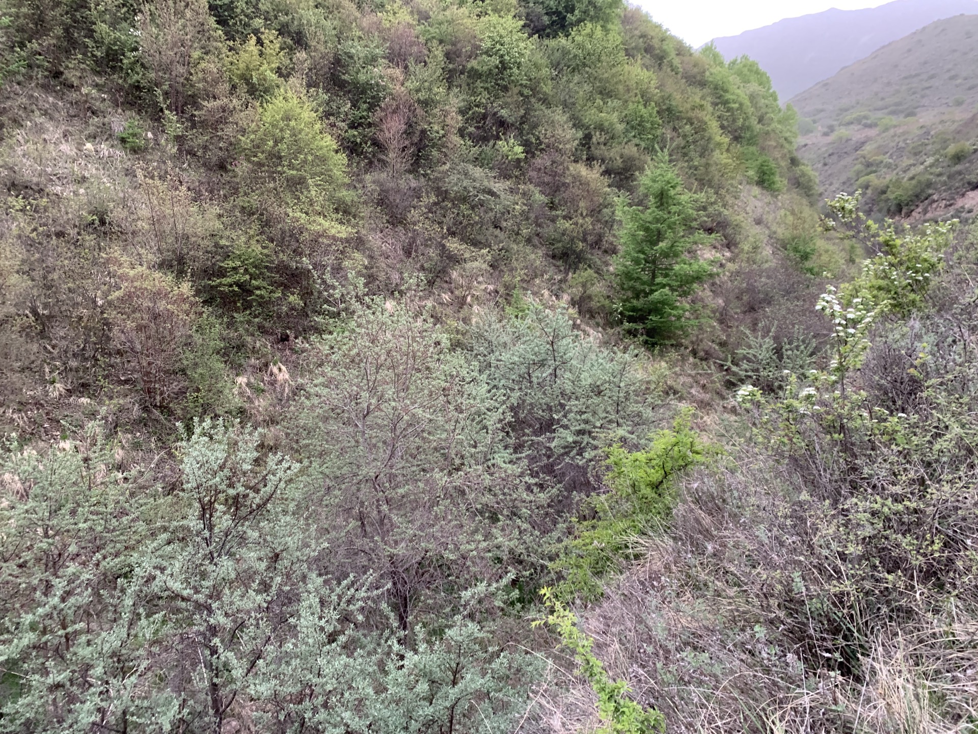 深山腹地